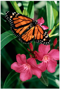 butterfly on flowers